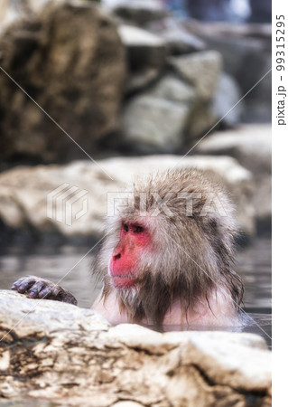 Snow monkey in Jigokudani monkey park 99315295