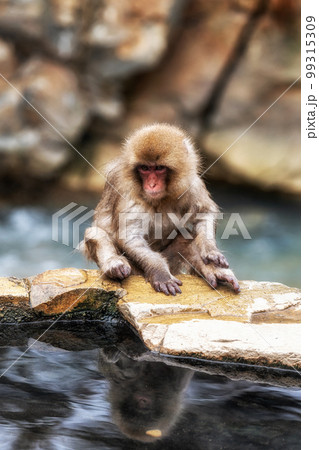 Snow monkey in Jigokudani monkey park 99315309