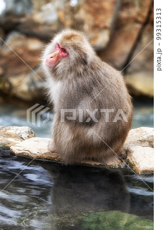 Snow monkey in Jigokudani monkey park 99315313