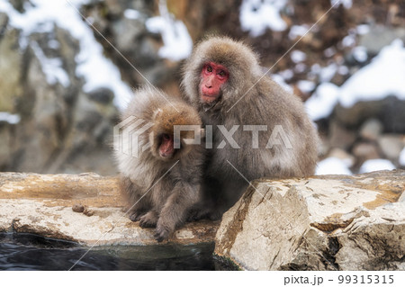 Snow monkey in Jigokudani monkey park 99315315