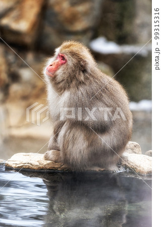 Snow monkey in Jigokudani monkey park 99315316