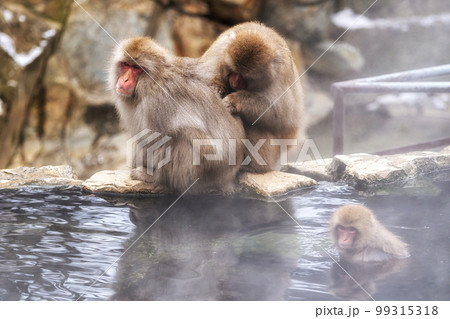 Snow monkey in Jigokudani monkey park 99315318