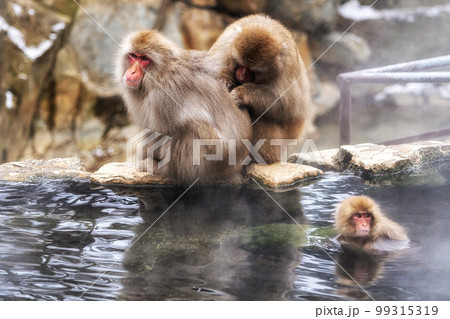 Snow monkey in Jigokudani monkey park 99315319