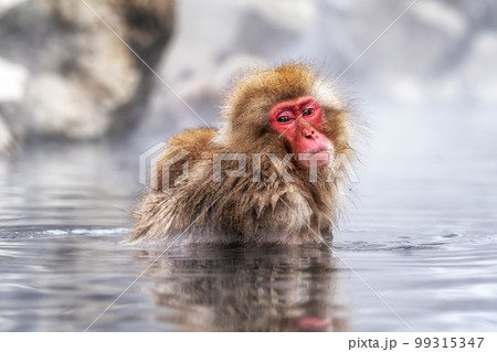 Snow Monkey in Hot Onsen Snow Monkey in Hot Onsen 99315347