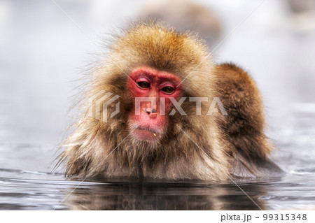 Snow Monkey in Hot Onsen 99315348
