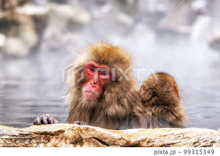 Snow Monkey in Hot Onsen 99315349