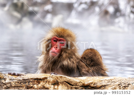 Snow Monkey in Hot Onsen Snow Monkey in Hot Onsen 99315352