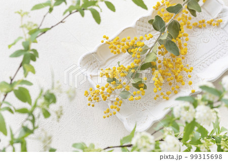 ミモザとコデマリ　白背景 99315698