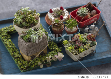 多肉植物の寄せ植え 手作りの鉢 の写真素材 [99315751] - PIXTA