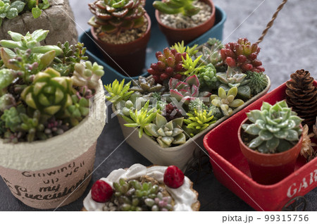 多肉植物の寄せ植え 手作りの鉢 多肉植物の寄せ植え 手作りの鉢 99315756