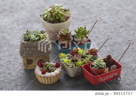多肉植物の寄せ植え 手作りの鉢 の写真素材 [99315757] - PIXTA