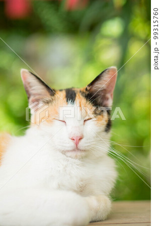 京都 初夏の伏見稲荷大社の森でで眠る可愛らしい野良猫 京都 初夏の伏見稲荷大社の森でで眠る可愛らしい野良猫 99315760