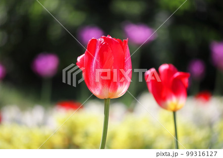 カラフルで美しい春のチューリップの花 99316127