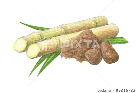 サトウキビと黒砂糖　水彩色鉛筆イラスト 99316732
