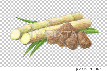 サトウキビと黒砂糖　水彩色鉛筆イラスト 99316732