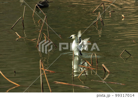 羽を広げるミコアイサの雄鳥 99317014