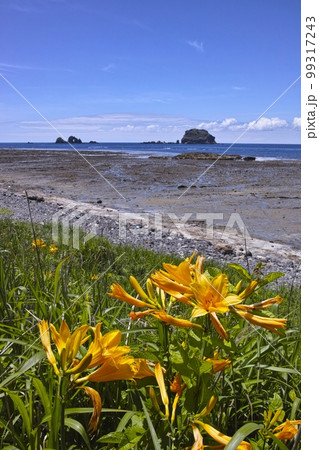 トビシマカンゾウ 99317243