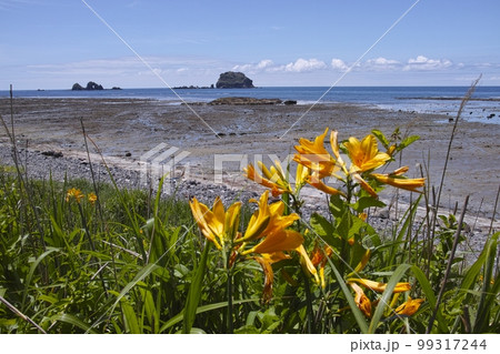 トビシマカンゾウ 99317244