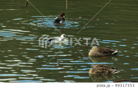 池を泳ぐミコアイサ 99317353