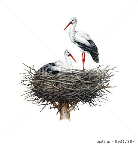 Stork bird couple in the nest. Watercolor illustration. Hand drawn white stork sit and stand in the nest. Nesting storks illustration. Wildlife nature scene. White background 99317387