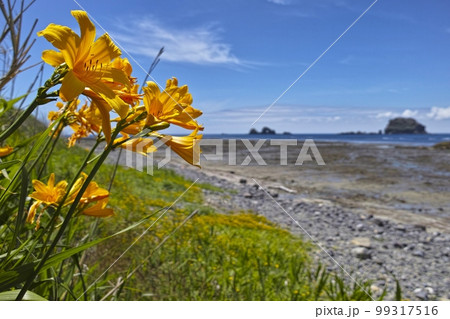 トビシマカンゾウ トビシマカンゾウ 99317516