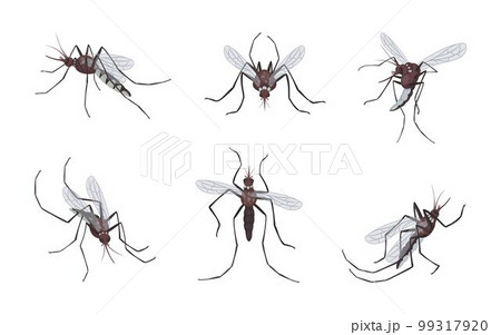 Mosquitoes fly and bite. Gnats swarm. Animal malaria dengue epidemic. Insecticide repellent from sucking midge. Bugs with stings and wings. Isolated bloodsucker insects set. Vector tidy illustration 99317920