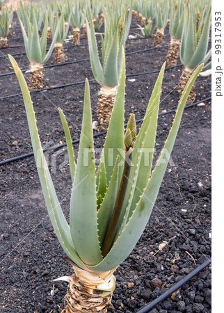Aloe vera farm, Tiscamanita, Fuerteventura, Spain - Stock Photo [99317953]  - PIXTA