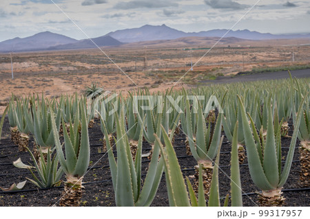 Aloe vera farm, Tiscamanita, Fuerteventura, Spain - Stock Photo [99317957]  - PIXTA