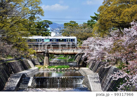 アーバンネットワーク 東海道本線 桜咲き夙川鉄橋を行く アーバンネットワーク 東海道本線 桜咲き夙川鉄橋を行く 99317966