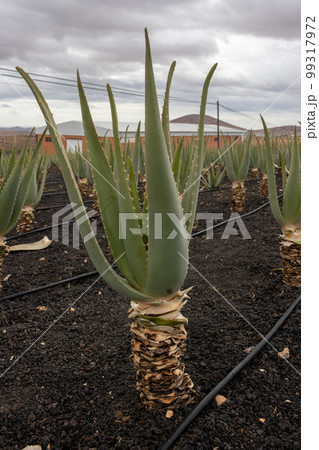 aloe vera fäulnis Fan Aloe 'Aloe plicatilis'