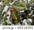 葉っぱの上に積もった雪と赤い実 99318365
