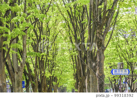 新緑の杜の都 仙台 新緑の杜の都 仙台 99318392