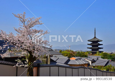 桜咲く京都の春 八坂の塔遠望 桜咲く京都の春 八坂の塔遠望 99318530