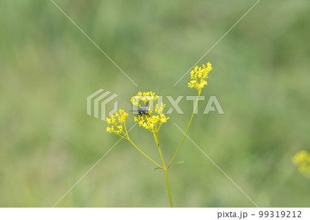 ルリモンハナバチ 99319212