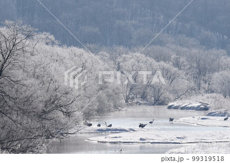 タンチョウのねぐら　雪裡川　音羽橋から望む 99319518