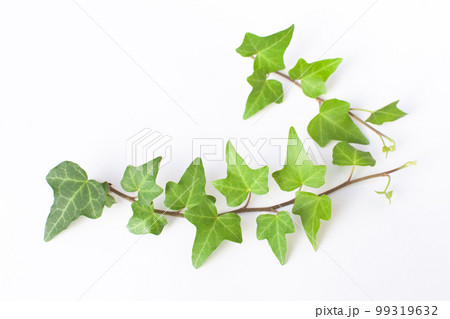 白背景のアイビー 99319632