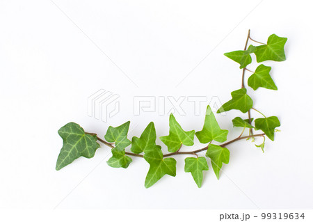 白背景のアイビー 99319634