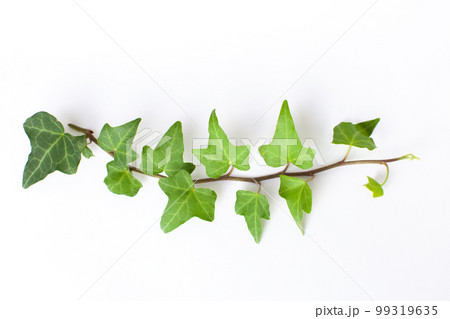 白背景のアイビー 白背景のアイビー 99319635