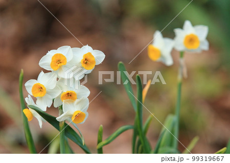 水仙　スイセン　すいせんの花　早春の水仙の花 99319667