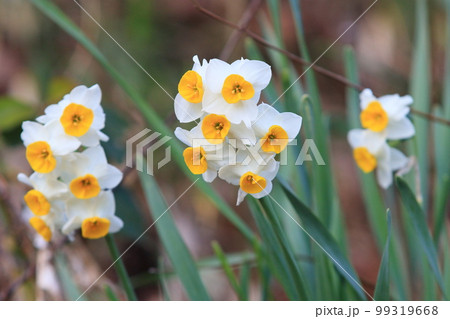 水仙　スイセン　すいせんの花　早春の水仙の花 99319668