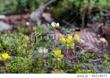 渓谷沿いの苔の中に咲く小さなかわいいキバナハナネコノメの花とハナネコノメの花 渓谷沿いの苔の中に咲く小さなかわいいキバナハナネコノメの花とハナネコノメの花 99319675