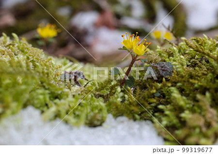 渓谷沿いの苔の中に咲く小さなかわいいキバナハナネコノメの花 99319677