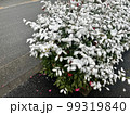 植木植物の上に積もった雪 99319840