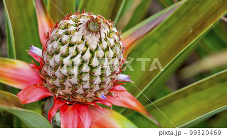 Tropical Flower, Marino Ballena National Park, Costa Rica Tropical Flower, Marino Ballena National Park, Costa Rica 99320469