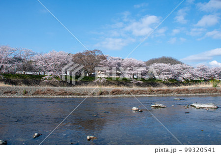 岡山県の桜の名所・井原堤を小田川の対岸から見る 99320541
