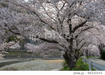 岡山県の桜の名所 井原堤 西の起点のソメイヨシノ1本 岡山県の桜の名所 井原堤 西の起点のソメイヨシノ1本 99320543