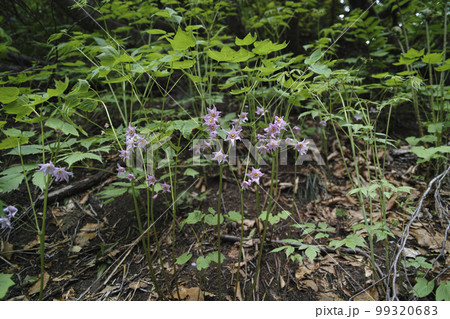 トガクシショウマ自生地 トガクシショウマ自生地 99320683