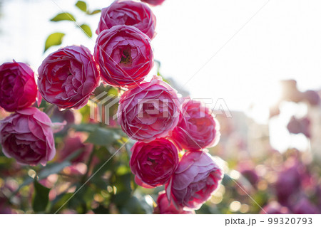 大輪のバラ 大輪のバラ 99320793
