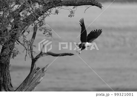 Mono African fish eagle flies from tree 99321001