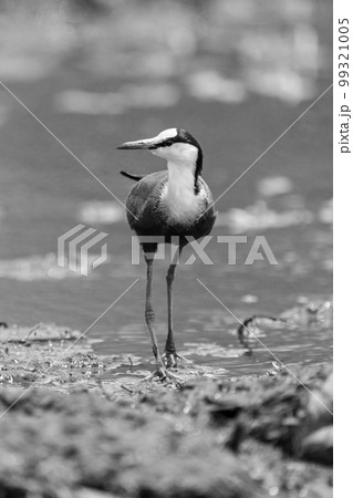 Mono African jacana approaches camera in shallows 99321005